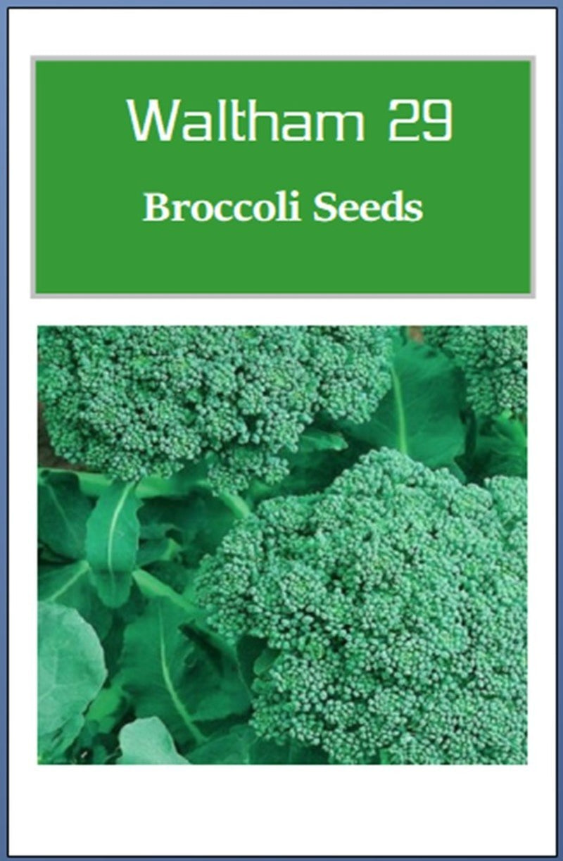 Broccoli Seeds | NON-GMO Broccoli Seeds | Fresh Heirloom Garden Seeds