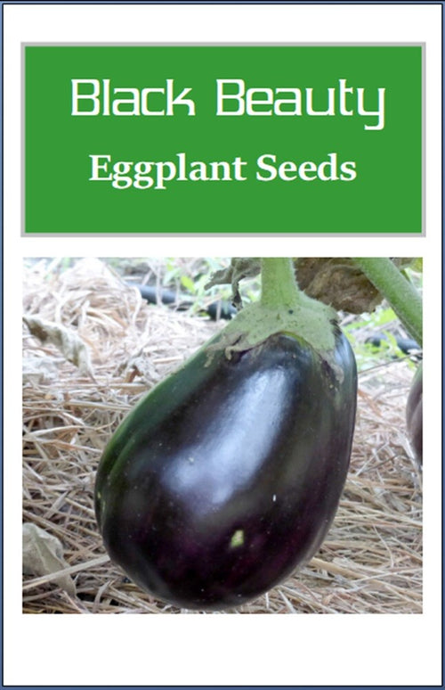 Black Beauty Eggplant Seeds | NON-GMO Eggplant Seeds | Heirloom Garden Seeds