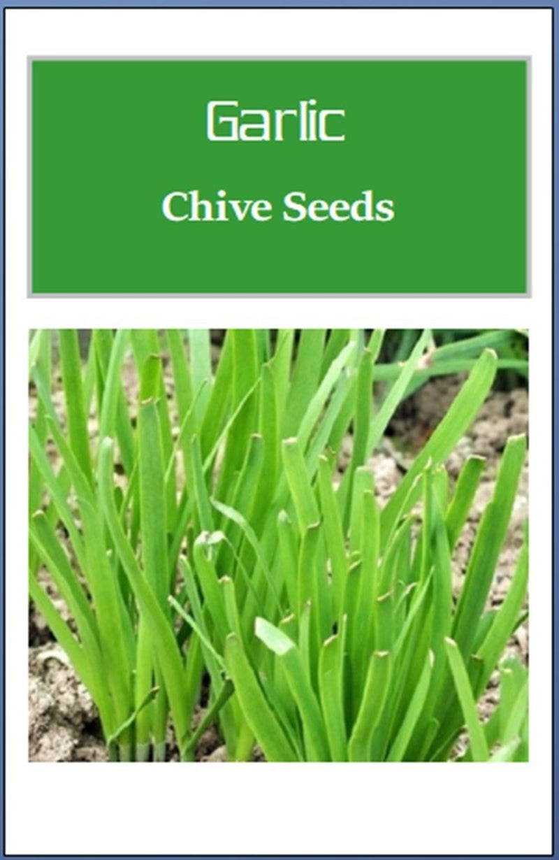 Garlic Chives Seeds | NON-GMO Chives Seeds | Fresh Heirloom Garden Seeds